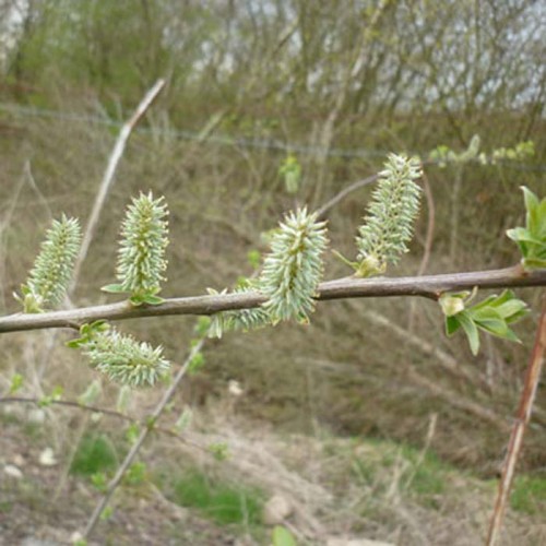 Salix Alba - White Willow Bareroot Hedging | ScotPlants Direct